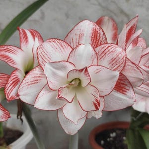 Red & White Amaryllis Bulbs - Hippeastrum Barbados Lily - Home Garden