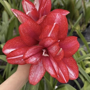 2 bollen/partij hippeastrumbollen bloemen, amaryllisbollen rood licht, Barbados-lelie pot huistuin, balkontuinplant