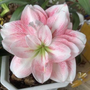 Pink Amaryllis Bulbs: Hippeastrum Barbados Lily - Home Garden (2 Bulbs/Lot)