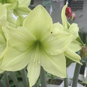 Green Light Amaryllis Bulbs: Hippeastrum Barbados Lily - 2 Bulbs