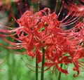 Red Spider Lily Bulbs: Lycoris Radiata - Bonsai Garden Flower (10 Pcs) product logo