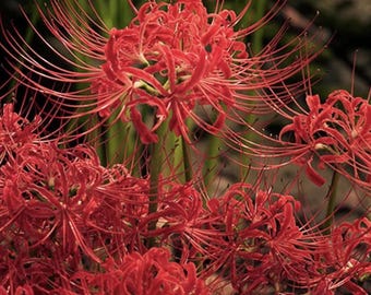 30 Red Spider Lily Bulbs: Lycoris Radiata - Bonsai Garden Flower