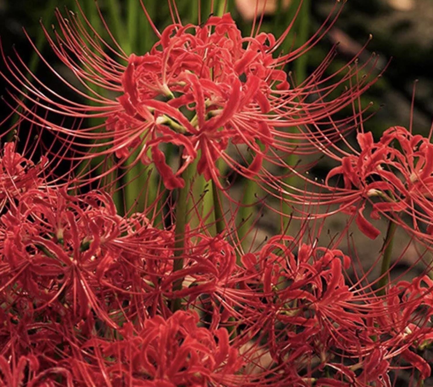 Lily 58 - Etsy New Zealand