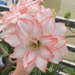 Orange White Amaryllis Bulbs: Barbados Lily - Home Garden - 2 Bulbs