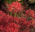 12 Red Spider Lily Bulbs: Lycoris Radiata - Bonsai Garden Flower product logo