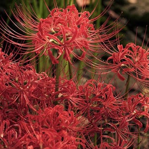 8 Red Spider Lily Bulbs: Lycoris Radiata Bonsai Garden Flower