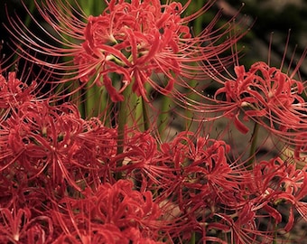 2 Yellow Spider Lily Bulbs Lycoris Aurea - Etsy