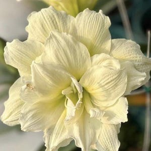 Yellow Amaryllis Bulbs: Balcony Garden Hippeastrum - 2 Bulbs/Lot