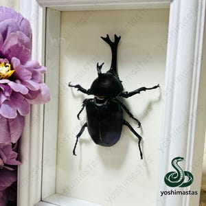 以下が含まれることがあります： 白い長方形のフレームに収められた、黒いカブトムシの標本。カブトムシは頭部に大きな角、胸部に小さな角を備えています。フレームの左側には紫色の花が見えます。