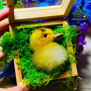 May include: A yellow duckling with a fluffy white chest rests in a wooden box filled with green moss. The box has a clear top, and the duckling's eye is visible. The background includes purple and blue flowers.