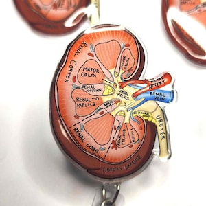 Anatomical Kidney Badge Reel, Dialysis Badge Holder, Cute Badge Reel, Nephrology ID Holder, Nurse Badge Holder, Nephrologist Badge Reel
