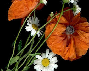 Poppies || daisies | printed on metal | scanography | glossy | free shipping | original work | different sizes | excellent gift