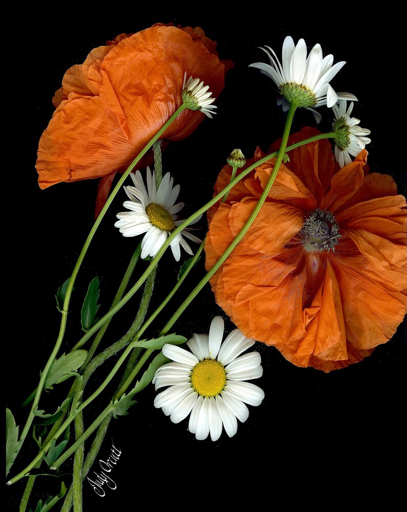 Poppies daisies printed on metal scanography glossy free shipping original work different sizes excellent gift image 1
