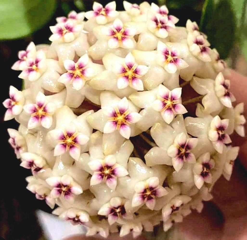 Hoya glabra alex flower discussion Hoya Glabra Alex