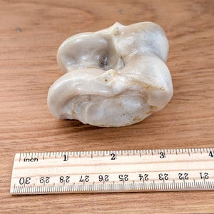 Shagai Large 3&quot; Ankle Bone Dice | Mongolian Fortune Telling Game | Cow Knuckle Bone Central Asian Tradition.