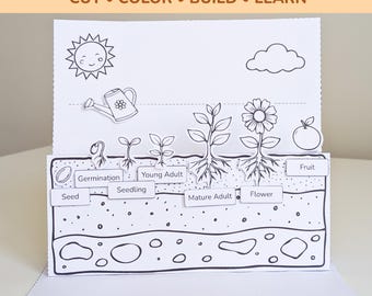 Plant Life Cycle Diorama Printable | 7 Stages Science Craft for Kids | Interactive Watering Can Activity | STEM Spring Unit