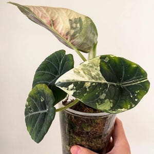 アロカシア　マハラニ　斑入り　① アロカシア マハラニ 斑入り - Etsy 日本