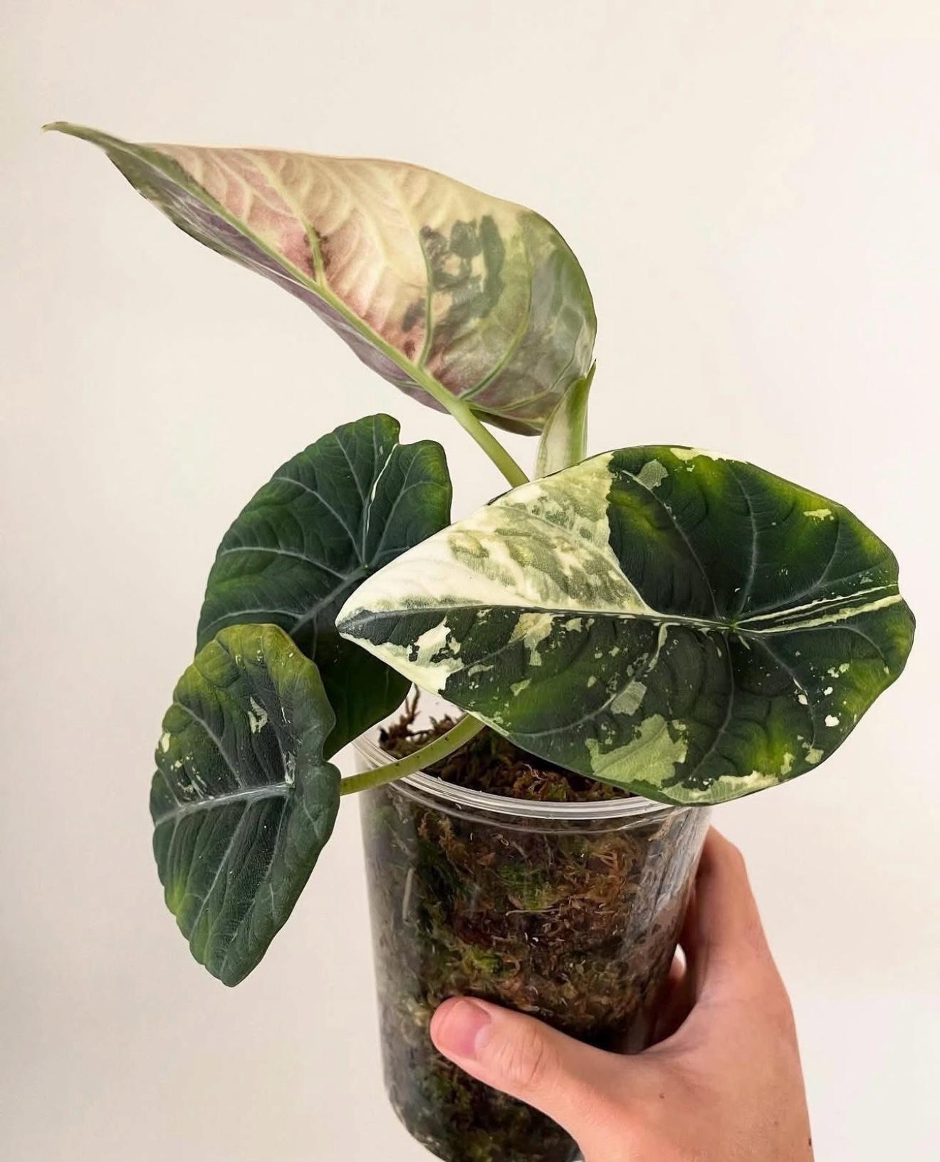 アロカシア　マハラニアルボバリエガータ 特価出品】アロカシア マハラニ アルボ斑入り ヴァリエガータ ※鉢の