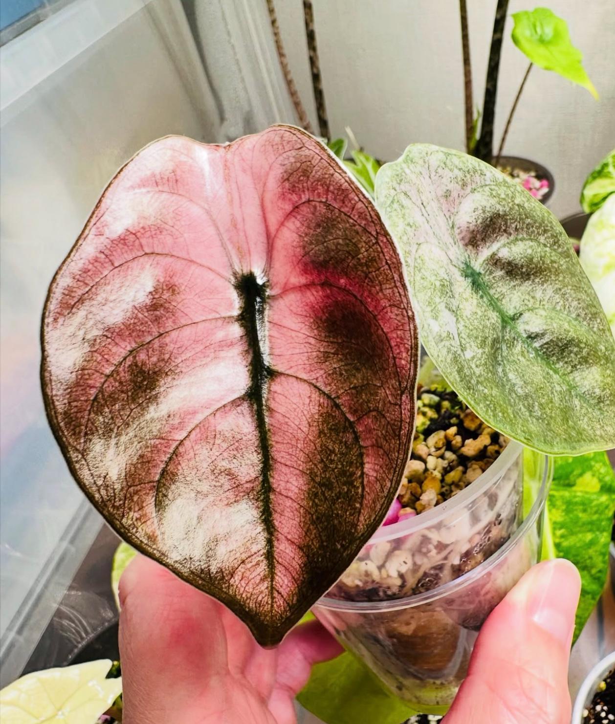 希少 アロカシア クプレア ピンク 希少 アロカシア クプレア ピンク Alocasia cuprea pink - Etsy 日本