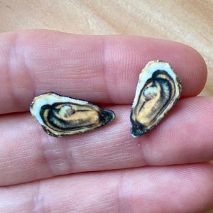 Oyster stud earrings