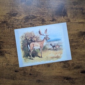 Peut inclure: Une impression vintage représentant un cerf axis avec de grands bois dans un champ. D'autres cerfs sont visibles en arrière-plan. L'œuvre utilise des couleurs douces et un style illustratif classique.
