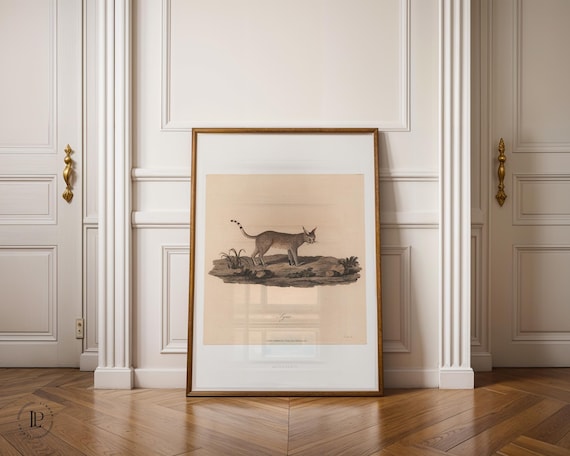 James Heath "Lynx" Poster Unframed – Natural History Illustration | High-quality art print with white border