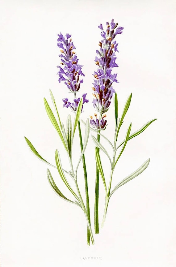 Lavender Sprig Illustration