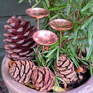 May include: A terracotta pot with rosemary, pine cones, and three copper bird feeders. The rosemary has long, thin green leaves. The pine cones are brown and textured. The copper feeders have a small, round dish shape.