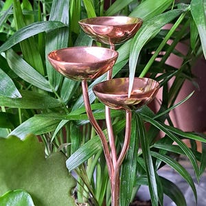 May include: A copper-coloured plant watering stake with three small, shallow bowls. The stake is inserted into a lush green plant with long, slender leaves. The bowls are designed to hold water.