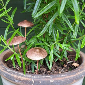 May include: A ceramic pot with a rosemary plant and three copper mushroom decorations. The mushrooms have textured caps and slender stems. The pot is cream-colored with a decorative rim, adding a touch of whimsy to the garden.