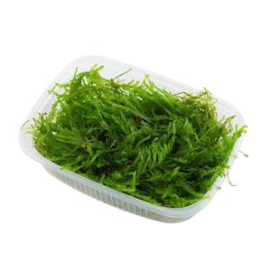 May include: A clear plastic container filled with a large amount of bright green moss.