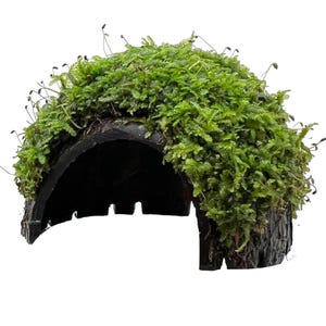 May include: A dark brown, half-log structure covered in bright green moss. The moss is dense and textured, with small, dark sprouts emerging. The log has a hollowed-out interior, creating a natural, earthy aesthetic. Ideal for terrariums.
