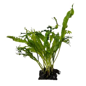 May include: A lush green fern plant with long, textured leaves. The plant is rooted in a dark, earthy base, presenting a natural, organic appearance. The leaves have a wavy edge, adding visual interest.