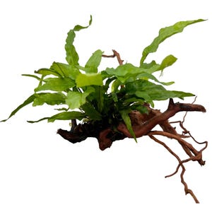 May include: A bright green aquatic plant with long, undulating leaves is attached to a piece of natural driftwood. The driftwood is a deep brown colour with complex root-like structures. The plant is likely used for aquarium decoration.