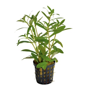 Limnophila aromatica