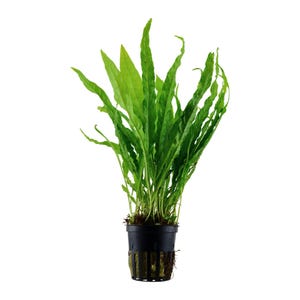 May include: A healthy green plant with long, thin leaves, presented in a black plastic pot. The plant's leaves are a bright green, and the pot has a grid pattern. The roots of the plant are visible at the base of the pot.