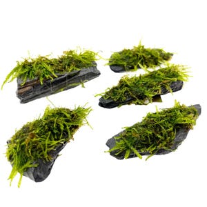 May include: Five pieces of dark grey slate rock covered in vibrant green moss. The moss appears lush and healthy, contrasting with the dark, textured surface of the rock. The arrangement is on a white background.