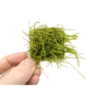 May include: A square piece of moss, attached to a mesh backing, is held in a hand. The moss is a vibrant green colour and has a soft, feathery texture.
