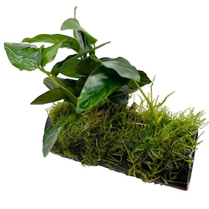 May include: A thriving aquatic plant with glossy, dark green leaves sprouts from a bed of vibrant green moss. The plant is mounted on a dark, cylindrical base, ideal for aquariums or terrariums, adding a natural touch.