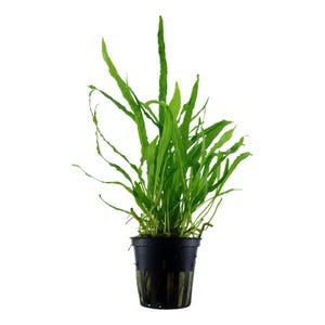 May include: A potted green aquatic plant with long, thin leaves. The plant is in a black plastic pot with drainage holes.