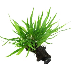 May include: A bright green aquatic plant with long, thin leaves. The plant is mounted on a dark brown, textured piece of driftwood. A black suction cup is attached, indicating it's for aquarium use.