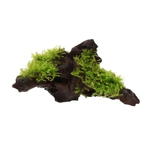 May include: A piece of dark brown lava rock with green moss growing on it. The moss is lush and vibrant, and the rock is rough and textured.