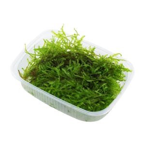 May include: A clear plastic container filled with a large amount of bright green moss.