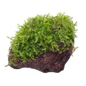 May include: A close-up of a small, dark brown lava rock covered in a thick layer of green moss.
