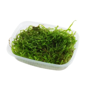 May include: A clear plastic container filled with a large amount of green moss. The moss is a vibrant green colour and appears to be fresh.