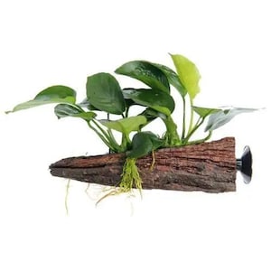 May include: A green leafy plant growing out of a brown, textured, wooden log with a suction cup attached to the back. The log is shaped like a long, thin, curved horn.