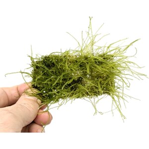May include: A close-up of a green moss mat, a popular choice for aquariums and terrariums. The moss is densely packed and has a soft, feathery texture.