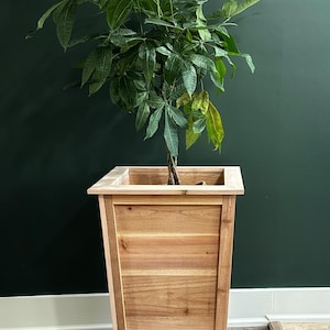 May include: A tall, square wooden planter with a money tree plant. The planter is made of light brown wood and has a natural finish. The plant has large green leaves and is set against a dark green wall.