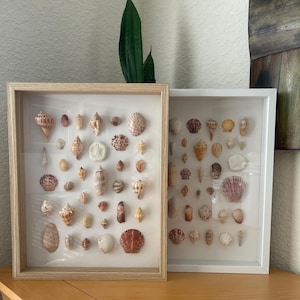 Può includere: Due collezioni di conchiglie incorniciate. Una cornice ha una finitura in legno chiaro, l'altra è bianca. Le conchiglie sono di varie dimensioni, forme e colori, tra cui beige, marrone e bianco. Le cornici sono esposte su una superficie di legno.