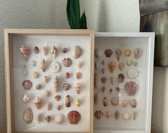 Florida Seashell Shadow Box | Hand-Collected Coastal Wall Art | Beach Home Decor